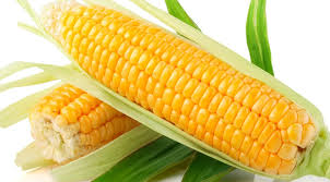 Manufacturers Exporters and Wholesale Suppliers of Yellow Corn Gandhidham Gujarat